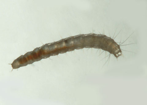 Can Fleas Cause Sickness In Cats Can Fleas Cause Sickness In Cats